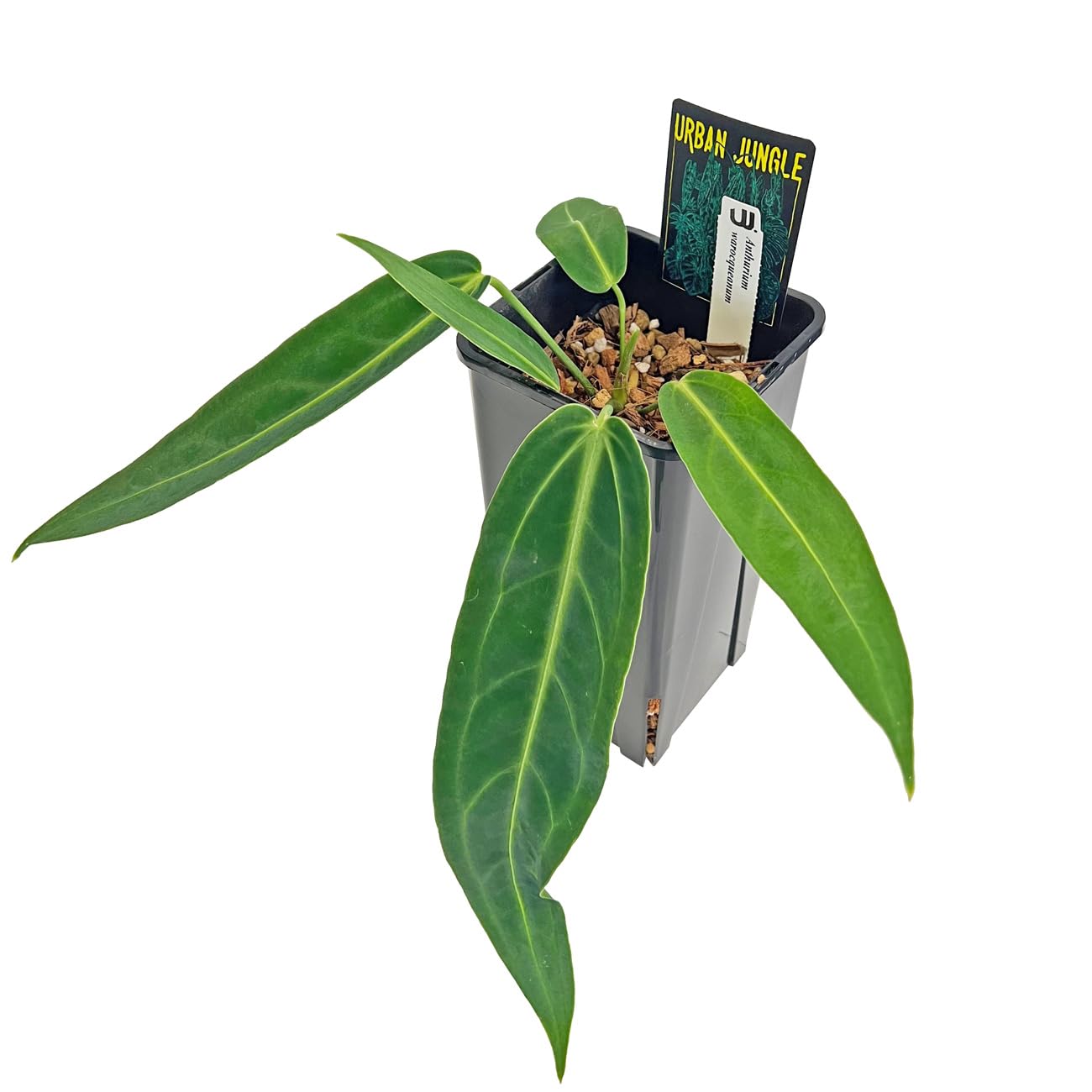 Amazon｜アンスリウム ワロクアーナム 4.5号 アーバンジャングル